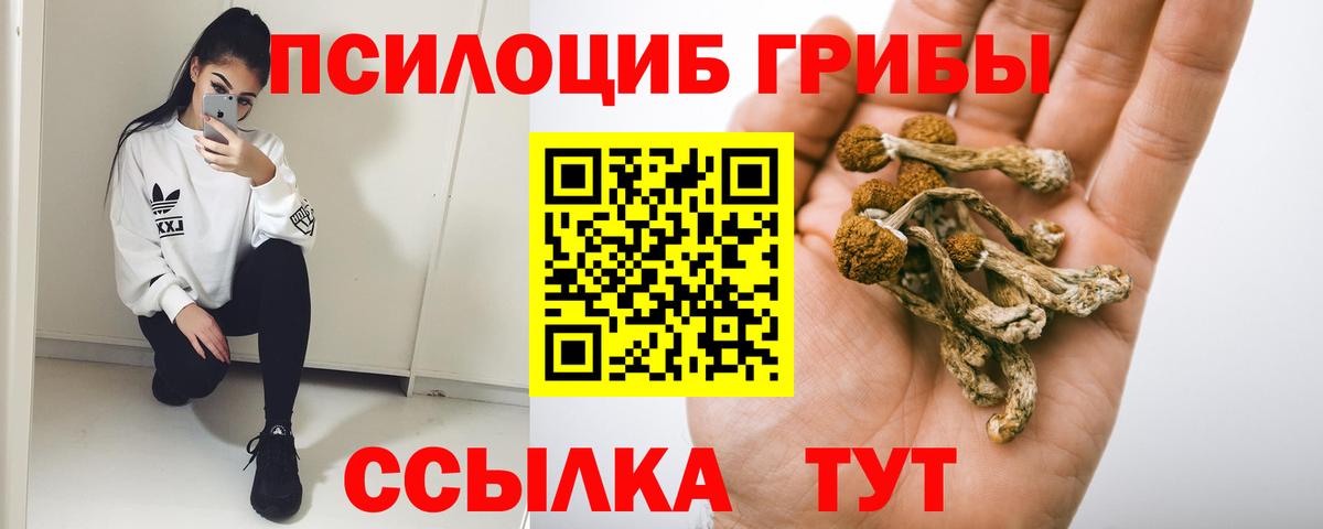 Галлюциногенные грибы Psilocybe Дальнегорск